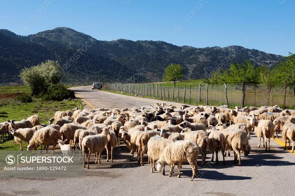 Sheep on road, Omalos Plain, Chania region, Crete, Greek Islands, Greece, Europe