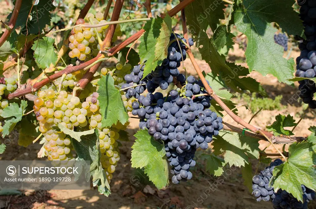 Red and white grapes growing in a vineyard near Montalcino, Tuscany, Italy, Europe