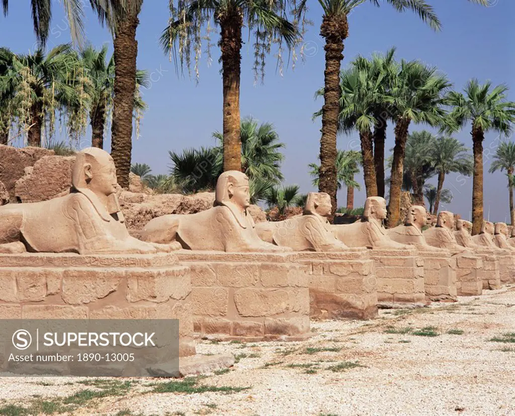 Avenue of sphinxes, Luxor Temple, Luxor, Thebes, UNESCO World Heritage Site, Egypt, North Africa, Africa