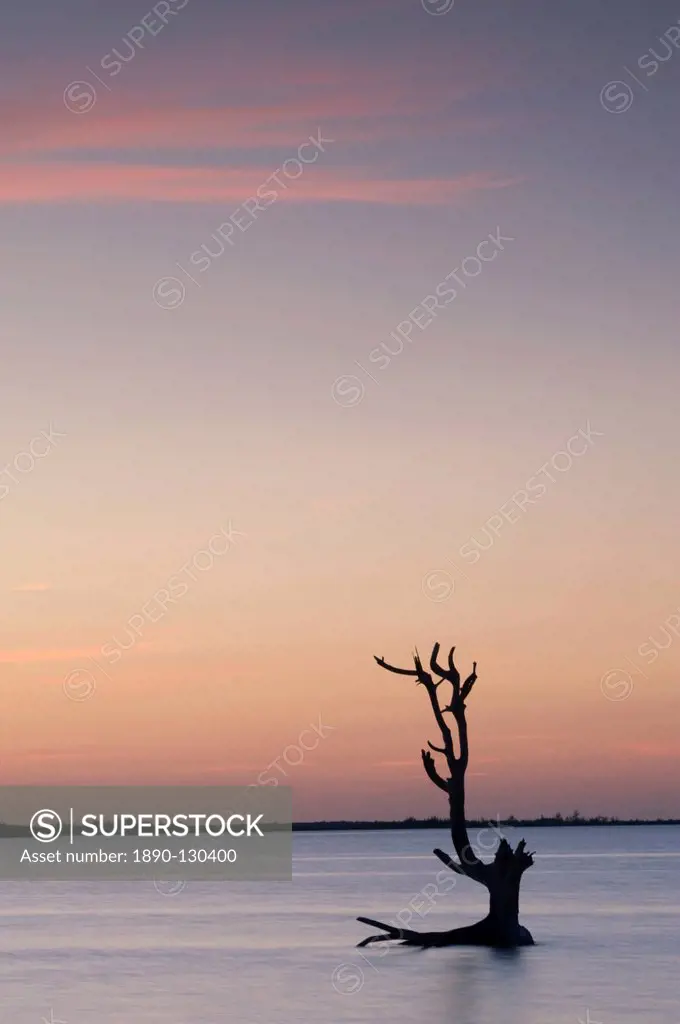 A driftwood tree at sunset in water near Harbour Island, Eleuthera, The Bahamas, West Indies, Atlantic, Central America