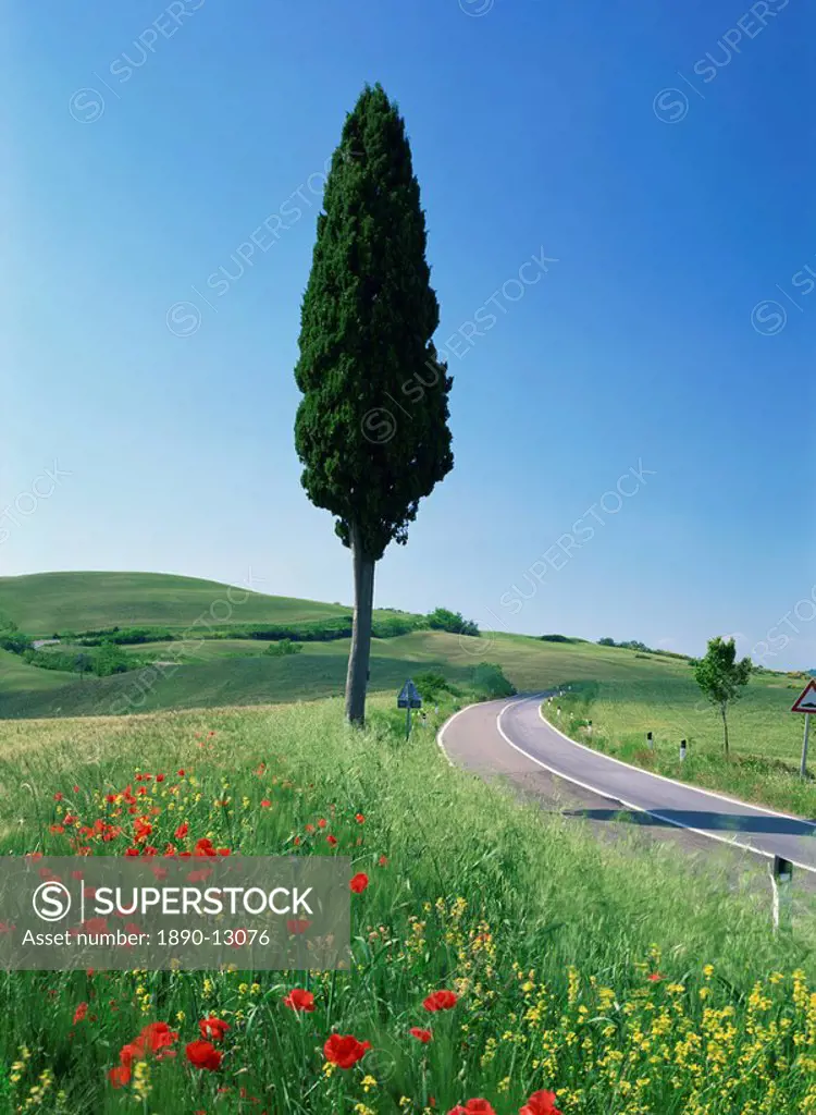 Winding road through typical landscape and a single cypress tree near Volterra in Tuscany, Italy, Europe