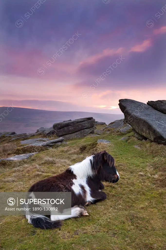 Shetland Pony resting on Dartmoor moorland at sunrise, Belstone Tor, Dartmoor, Devon, England, United Kingdom, Europe