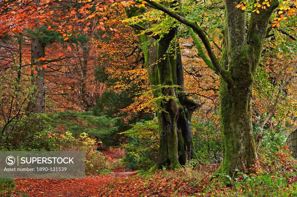 Woodland in fine display of autumn colour, Lake District, Cumbria, England, United Kingdom, Europe