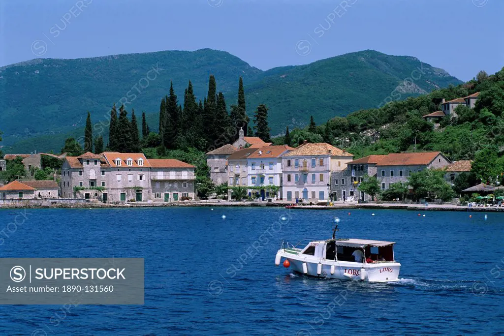 Rose, The Boka Kotorska Bay of Kotor, Montenegro, Europe