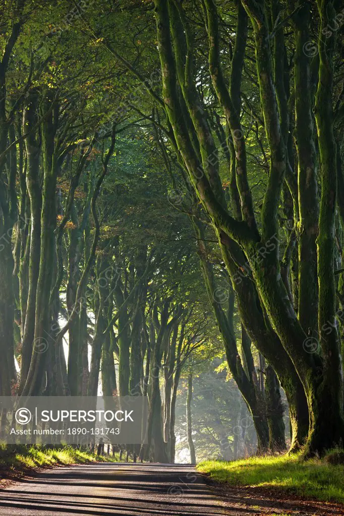Majestic tree lined lane on a misty autumn morning, Dartmoor, Devon, England, United Kingdom, Europe