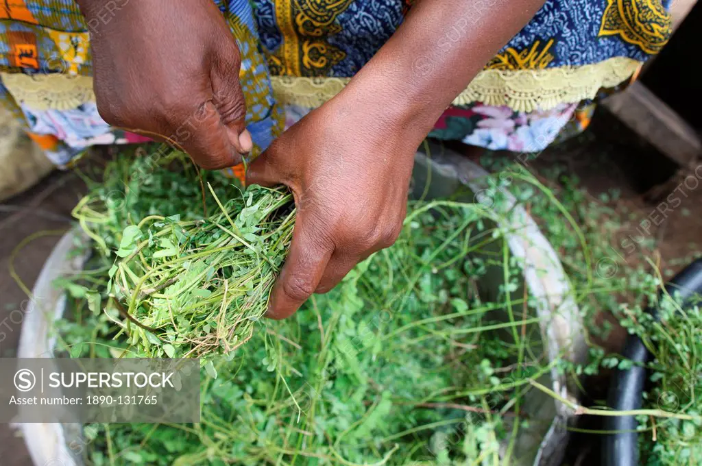 Herbal medicine, Lome, Togo, West Africa, Africa