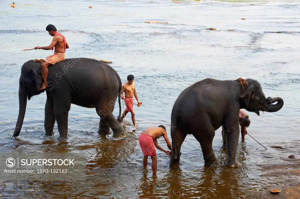 Elephant training centre at Kodanad, Kerala, India, Asia