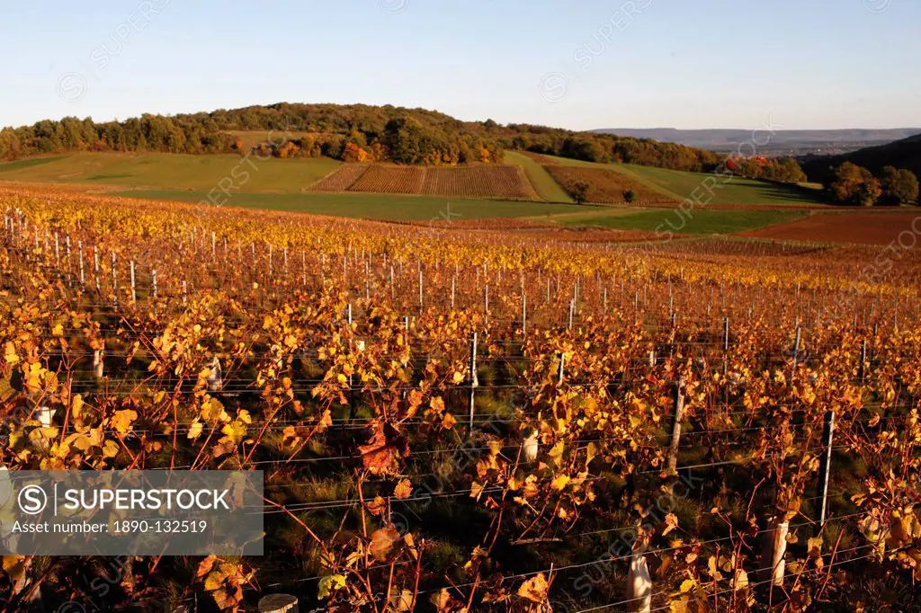 Burgundy vineyard, Culles_les_Roches, Saone_et_Loire, Burgundy, France, Europe