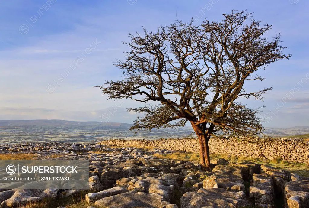 Early morning in autumn on Twistleton Scars in the Yorkshire Dales, Yorkshire, England, United Kingdom, Europe
