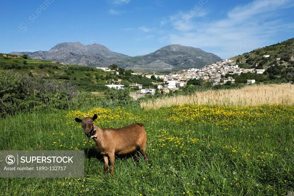 Goat in spring meadow, Agios Stefanos, near Pefki, Lasithi region, Crete, Greek Islands, Greece, Europe