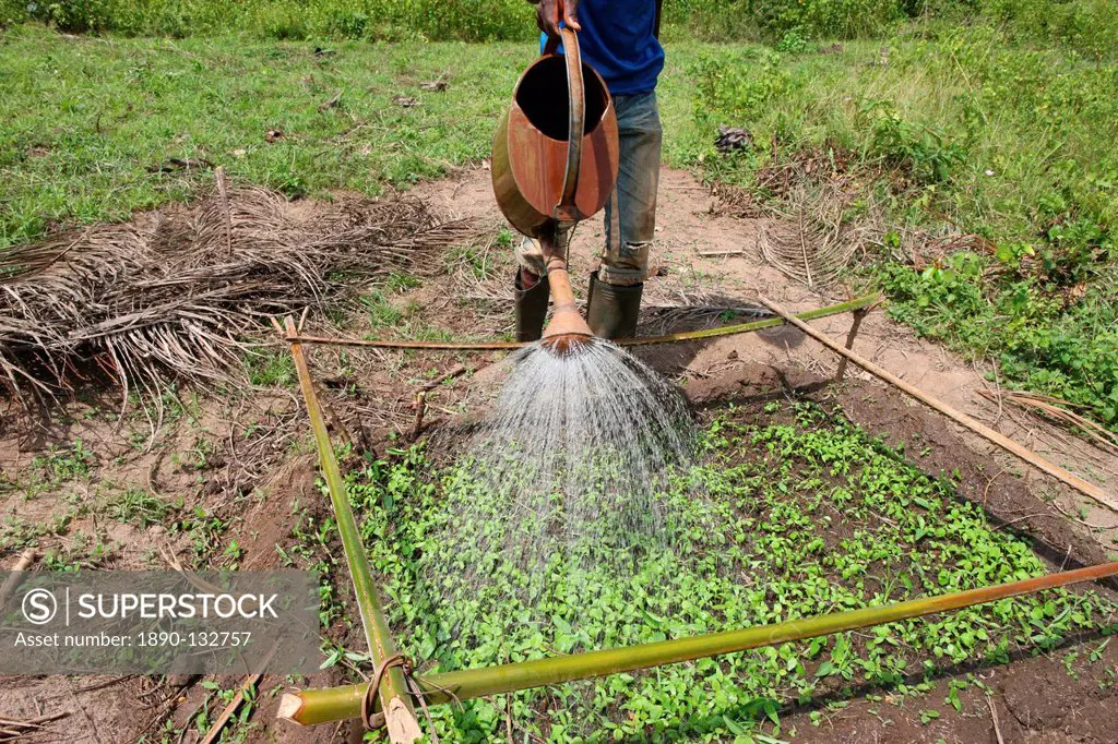 Man watering plants, Tori, Benin, West Africa, Africa