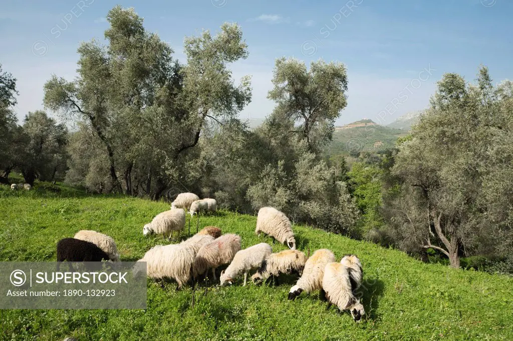 Sheep in olive grove, Patsos, Rethimnon Rethymno region, Crete, Greek Islands, Greece, Europe