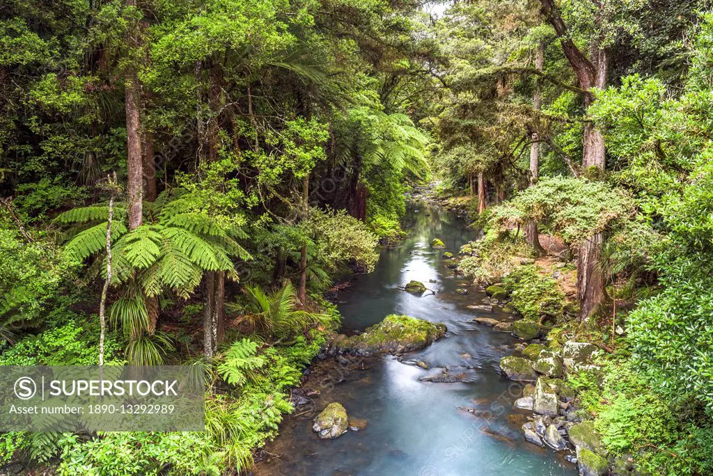 Hatea River landscape at the Whangarei Falls, a waterfall in the Northlands Region of North Island, New Zealand, Pacific