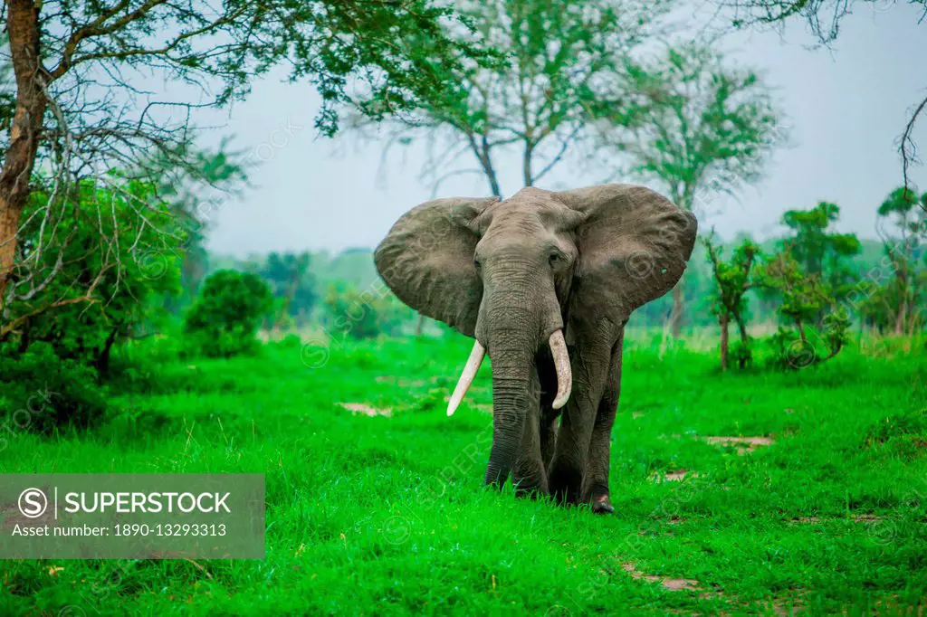 Elephant on safari, Mizumi Safari Park, Tanzania, East Africa, Africa