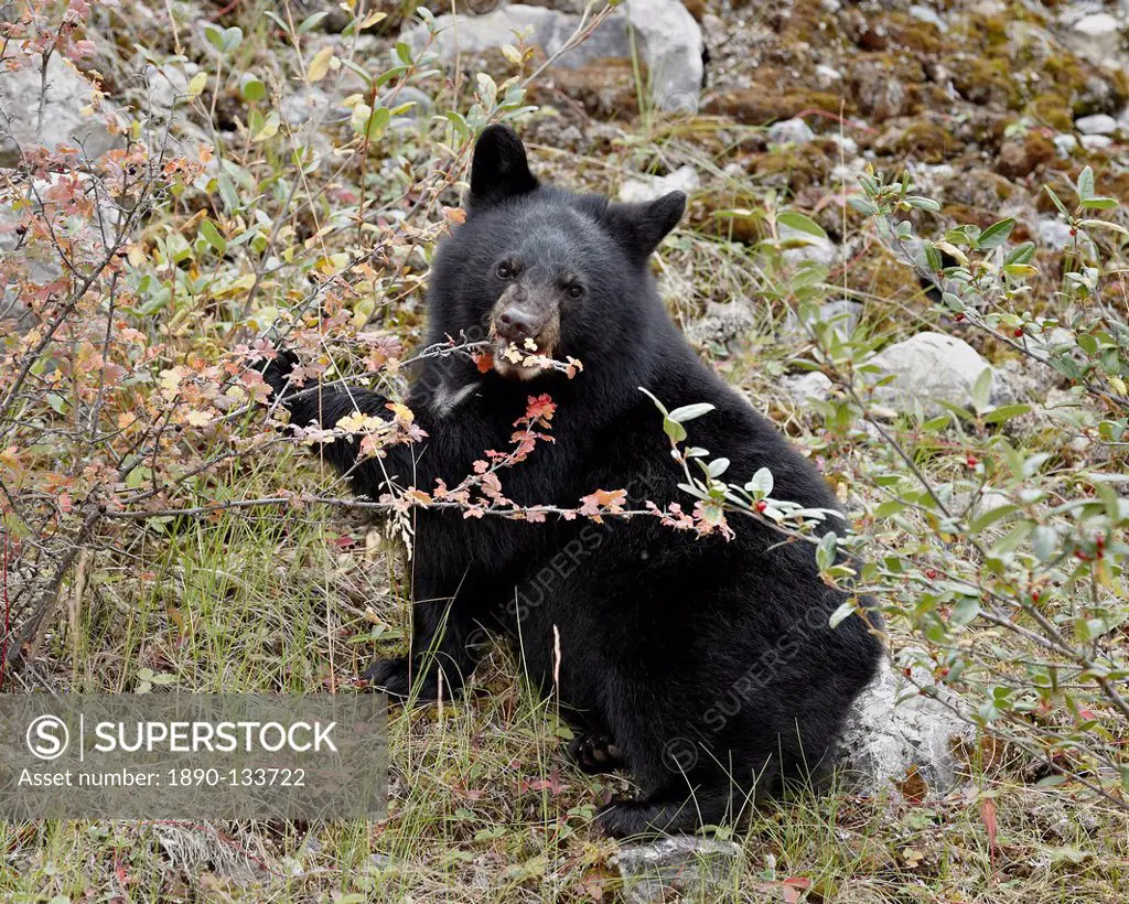 Black bear Ursus americanus cub eating Canadian gooseberry berries, Jasper National Park, Alberta, Canada, North America