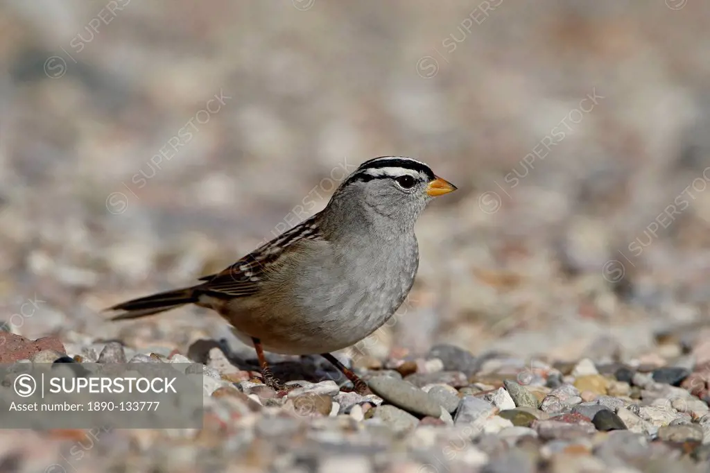 White_crowned sparrow Zonotrichia leucophrys, Caballo Lake State Park, New Mexico, United States of America, North America
