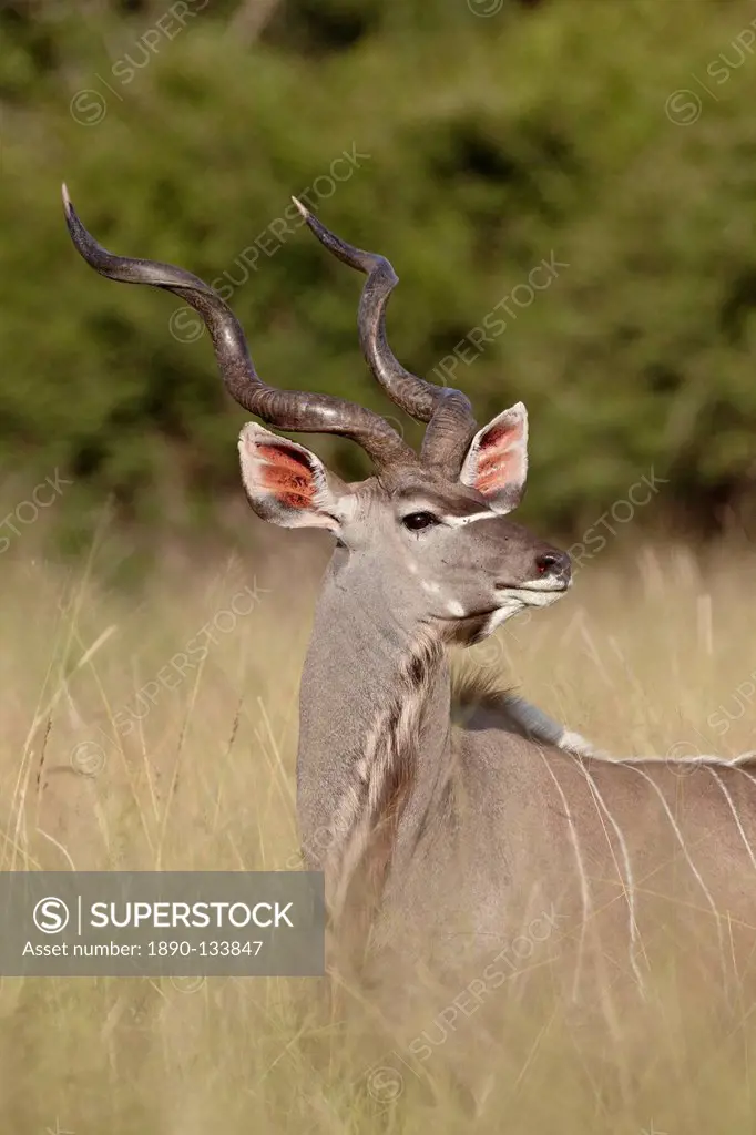 Greater kudu Tragelaphus strepsiceros buck, Kruger National Park, South Africa, Africa