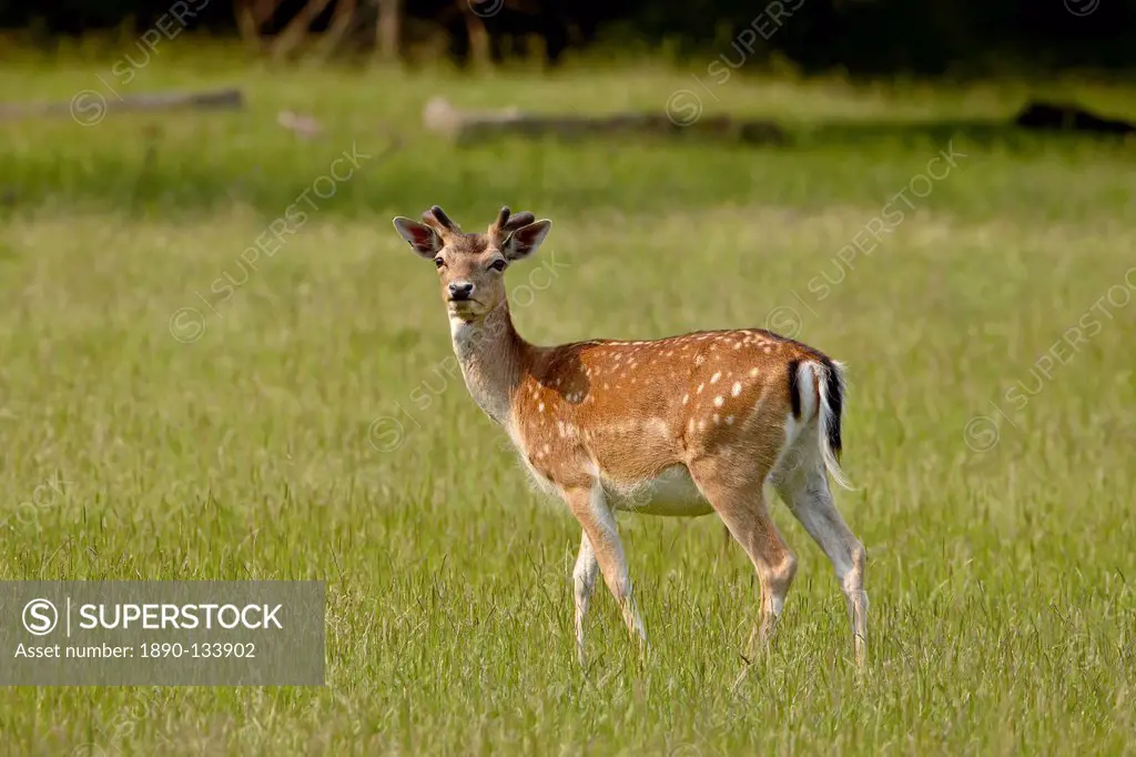 Fallow deer Dama dama buck, Sidney Spit, British Columbia, Canada, North America