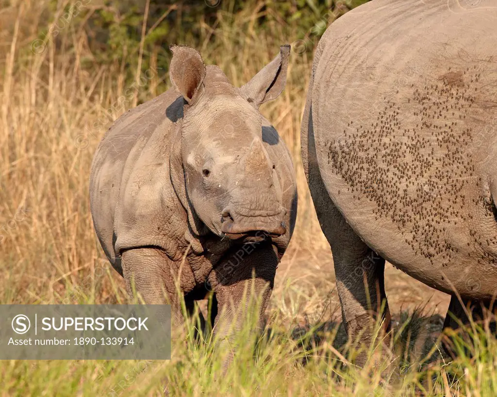 Baby white rhinoceros Ceratotherium simum, Hluhluwe Game Reserve, South Africa, Africa