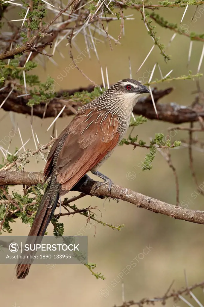 White_browed coucal Centropus superciliosus, Serengeti National Park, Tanzania, East Africa, Africa
