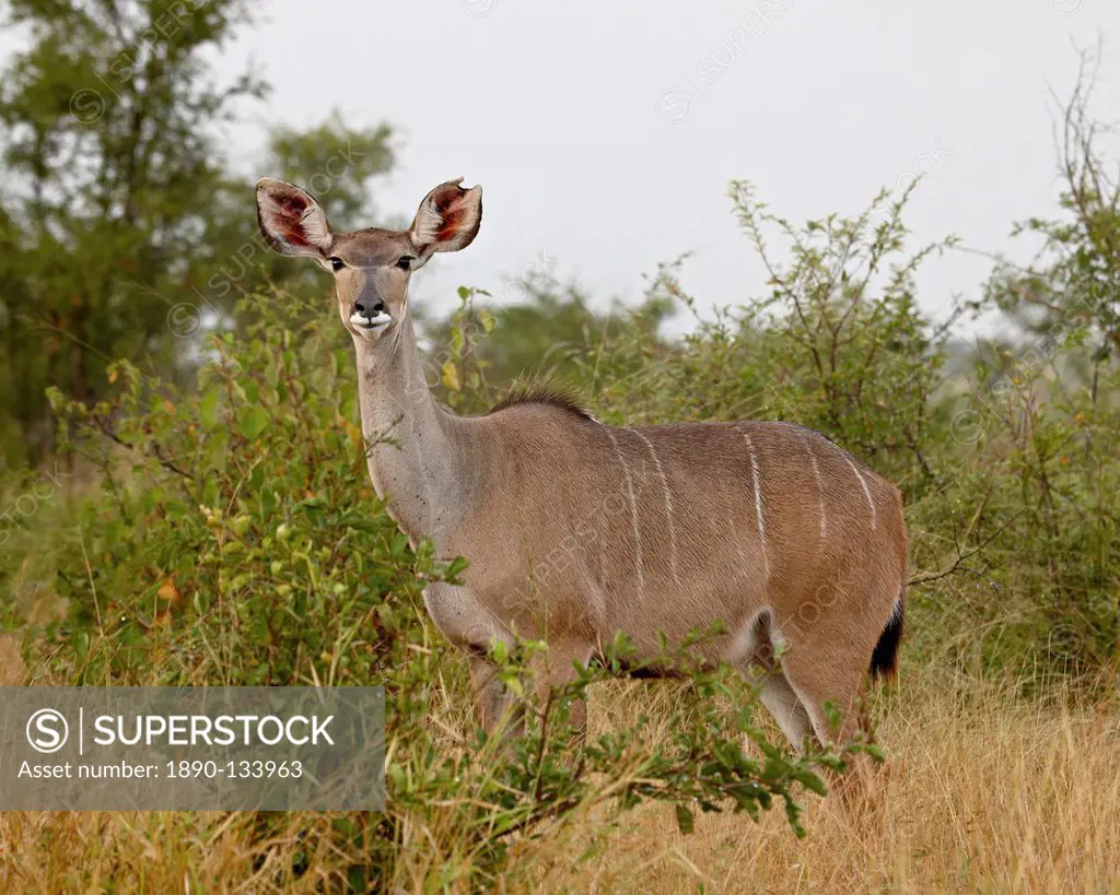 Female greater kudu Tragelaphus strepsiceros, Kruger National Park, South Africa, Africa