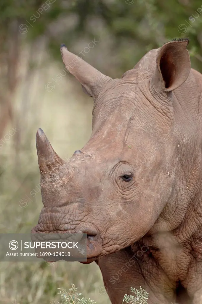 Young white rhinoceros Ceratotherium simum, Kruger National Park, South Africa, Africa