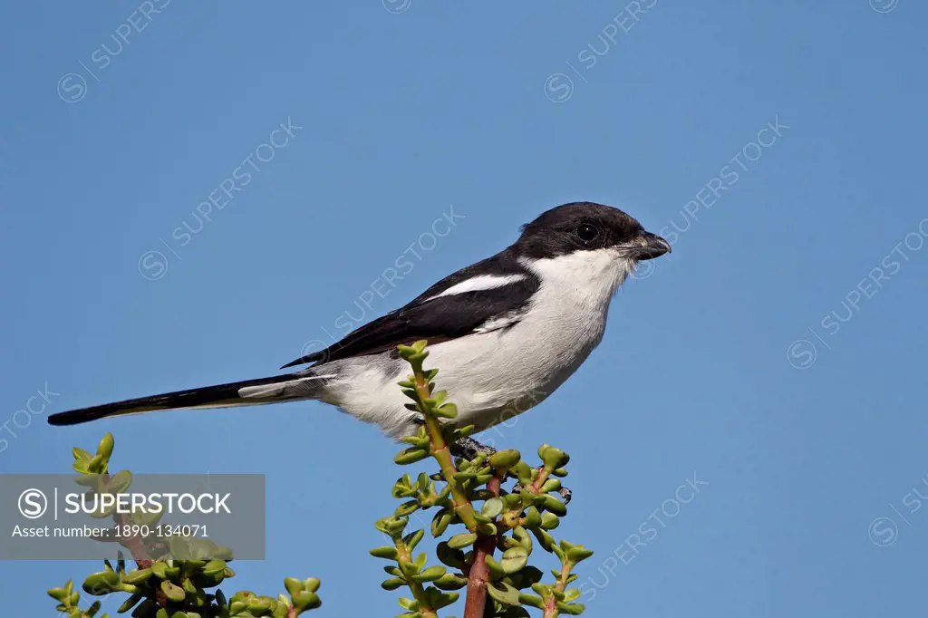 Fiscal shrike common fiscal Lanius collaris, Addo Elephant National Park, South Africa, Africa