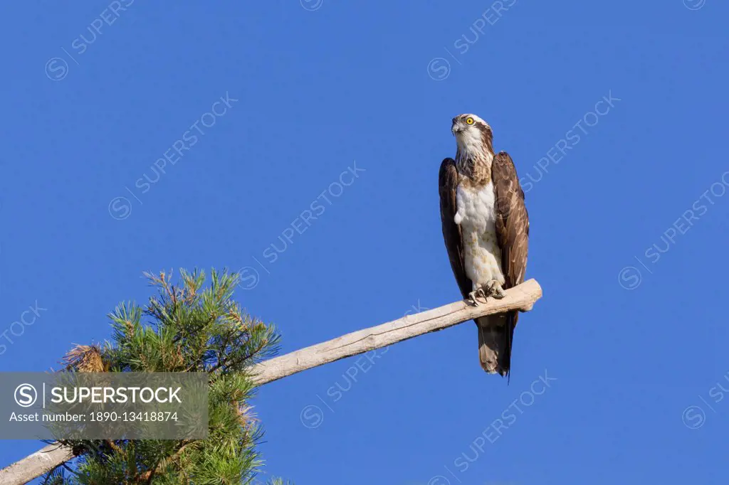 Osprey (Pandion haliaetus) perched at the end of a long branch extending from a pine tree in the Orleans Forest, Loiret, France, Europe