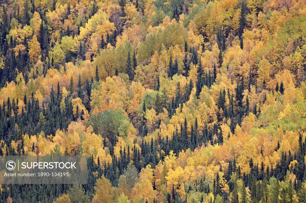 Fall colors with evergreens, Toad River, Alaska Highway, British Columbia, Canada, North America
