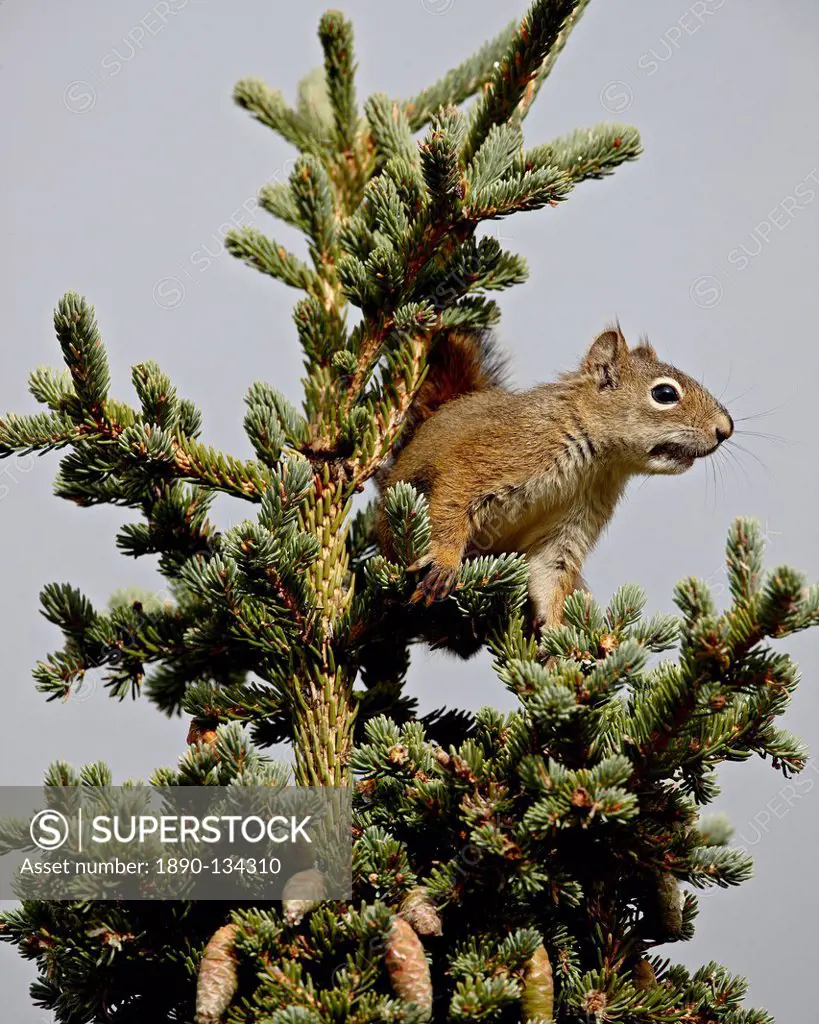 Red squirrel spruce squirrel Tamiasciurus hudsonicus in a spruce tree, Denali National Park and Preserve, Alaska, United States of America, North Amer...