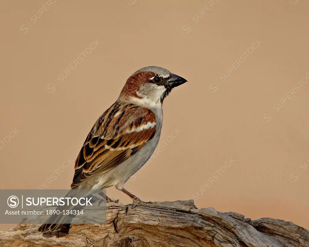 House sparrow Passer domesticus, The Pond, Amado, Arizona, United States of America, North America