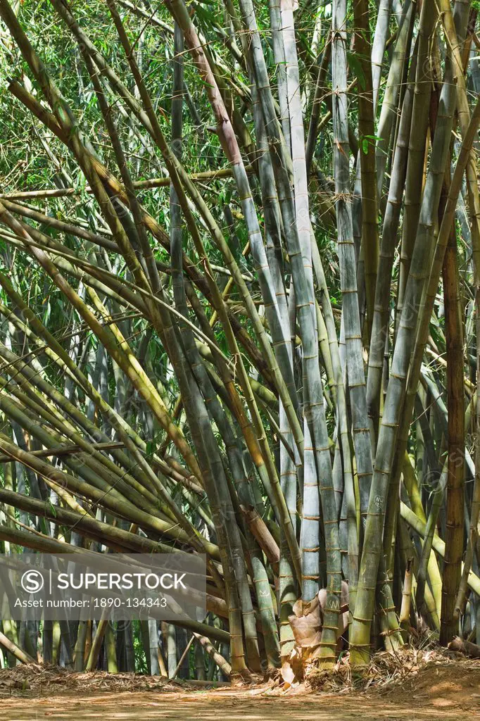 Giant Bamboo of Burma in the 60 hectare Royal Botanic Gardens, Peradeniya, near Kandy, Sri Lanka, Asia
