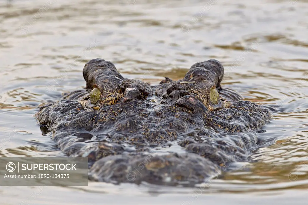 Nile crocodile Crocodylus niloticus swimming, Serengeti National Park, Tanzania, East Africa, Africa