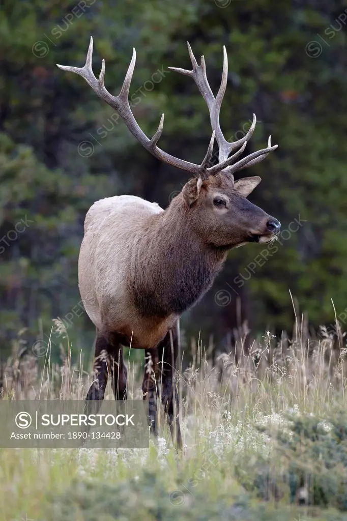 Bull elk Cervus canadensis in the fall, Jasper National Park, Alberta, Canada, North America