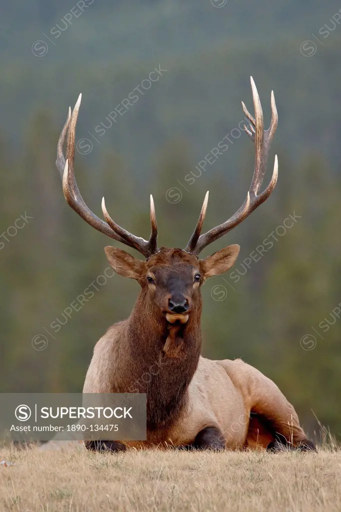 Bull elk Cervus canadensis, Jasper National Park, Alberta, Canada, North America