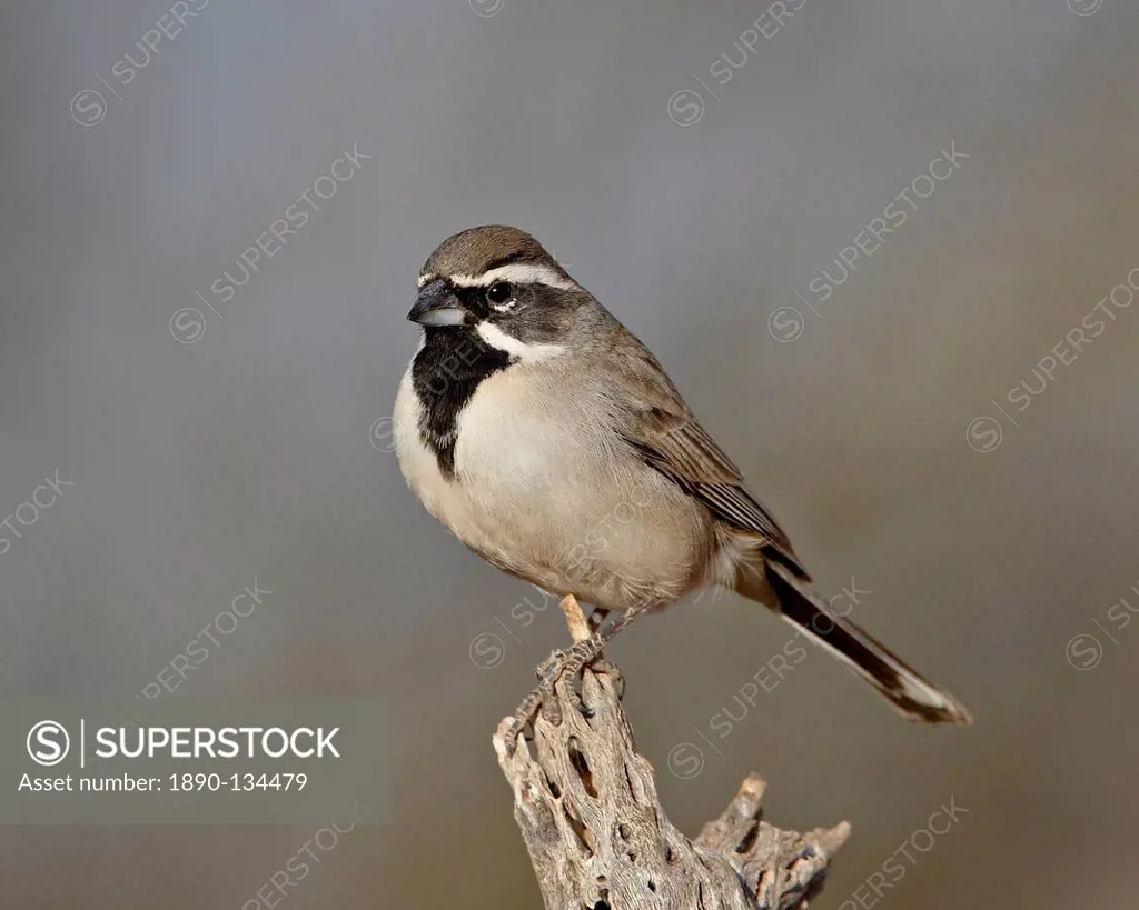Black_throated sparrow Amphispiza bilineata, The Pond, Amado, Arizona, United States of America, North America