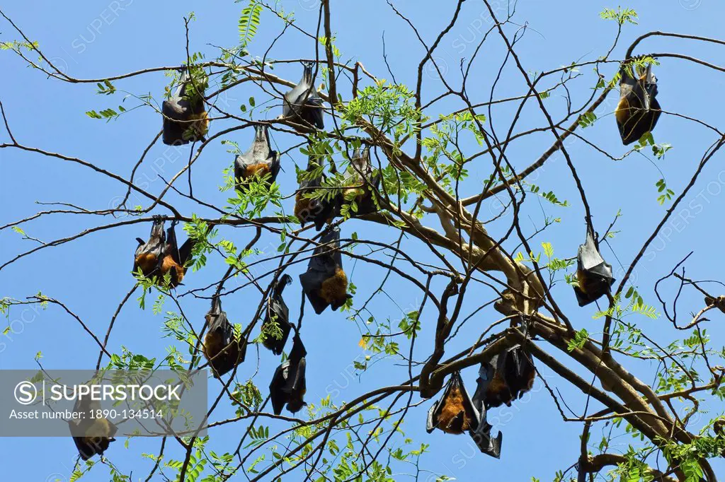 Indian flying_foxes fruit bats roosting in the 60 hectare Royal Botanic Gardens at Peradeniya, near Kandy, Sri Lanka, Asia