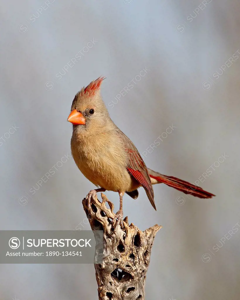 Female northern cardinal Cardinalis cardinalis, The Pond, Amado, Arizona, United States of America, North America