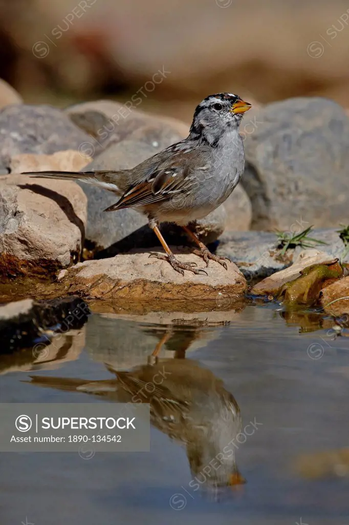 White_crowned sparrow Zonotrichia leucophrys reflected in a pond, The Pond, Amado, Arizona, United States of America, North America