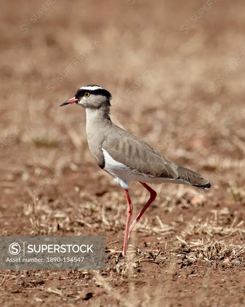 Crowned plover crowned lapwing Vanellus coronatus, Kruger National Park, South Africa, Africa