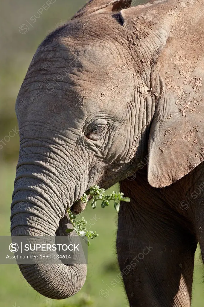 Young African elephant Loxodonta africana eating, Addo Elephant National Park, South Africa, Africa