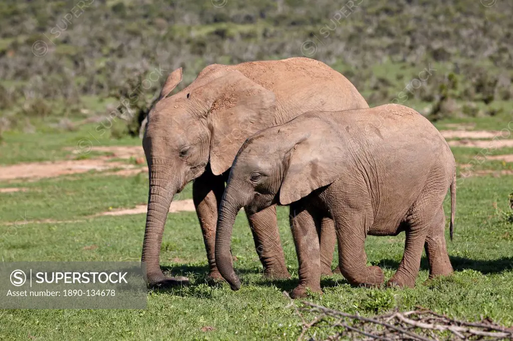 Two young African elephant Loxodonta africana tail, Addo Elephant National Park, South Africa, Africa