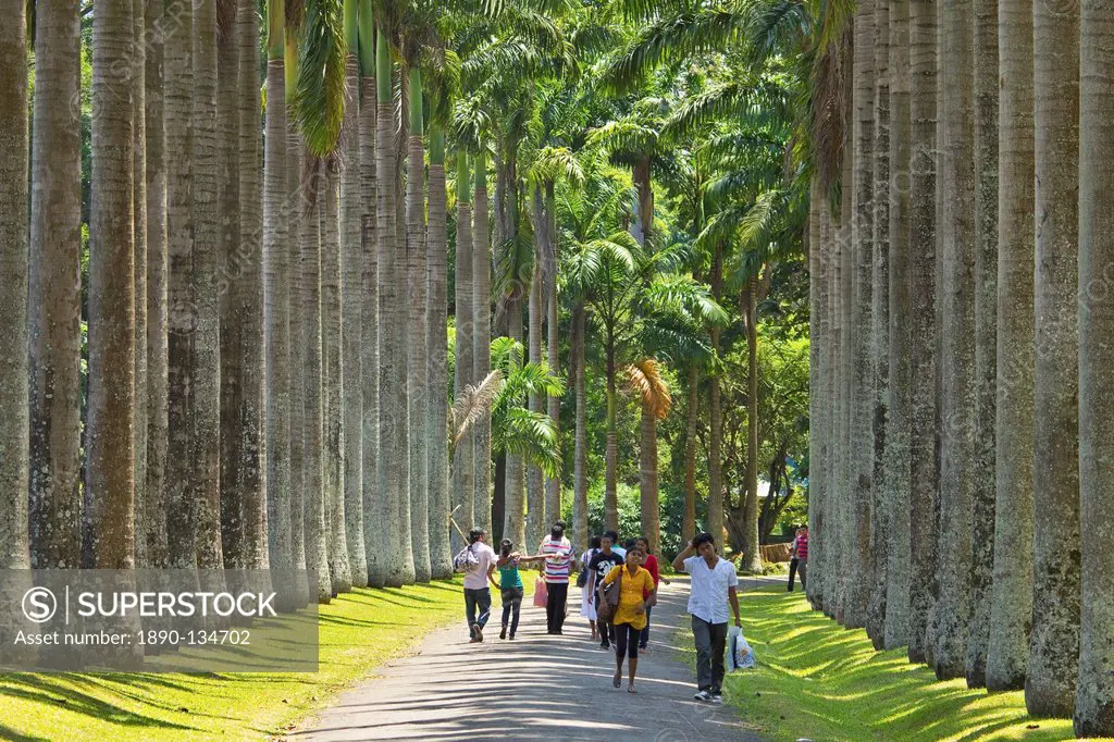 Cabbage Palm Avenue in the Royal Botanic Gardens, popular with families and young couples, Peradeniya, near Kandy, Sri Lanka, Asia