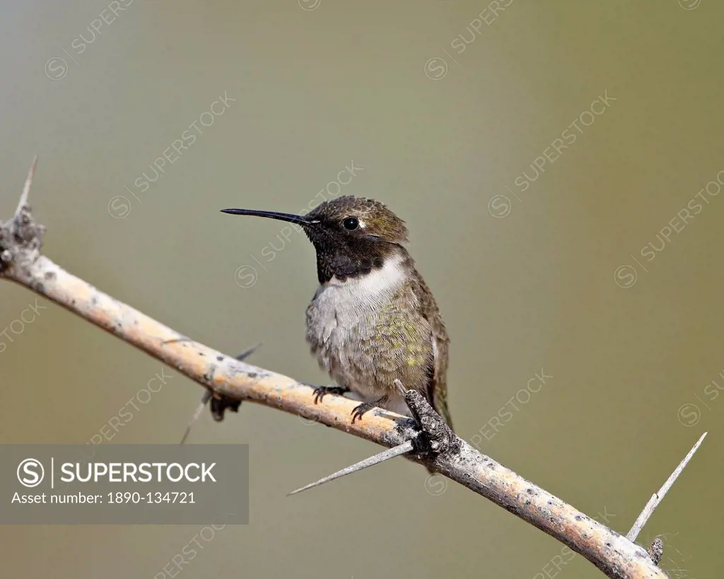 Black_chinned hummingbird Archilochus alexandri, Sweetwater Wetlands, Tucson, Arizona, United States of America, North America