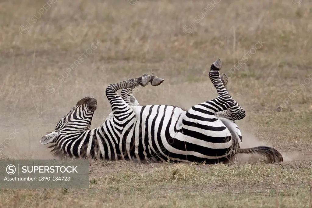 Common zebra Burchell´s zebra Equus burchelli dust bathing, Ngorongoro Crater, Tanzania, East Africa, Africa