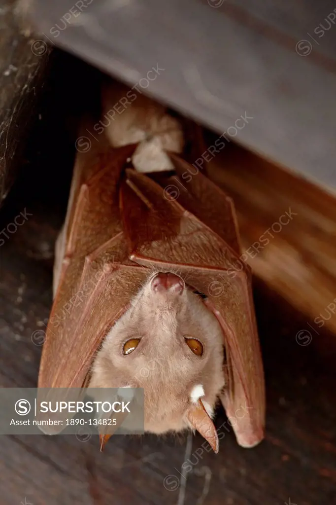 Wahlberg´s epauletted fruit bat Epomophorus wahlbergi or Peters epauletted fruit bat Epomophorus crypturus, Kruger National Park, South Africa, Africa