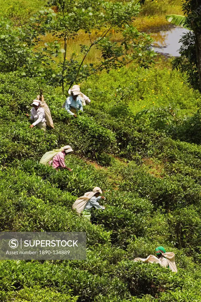 Plantation Tamil women picking prized highland Uva tea in Namunukula Mountains near Ella, Sri Lanka, Asia