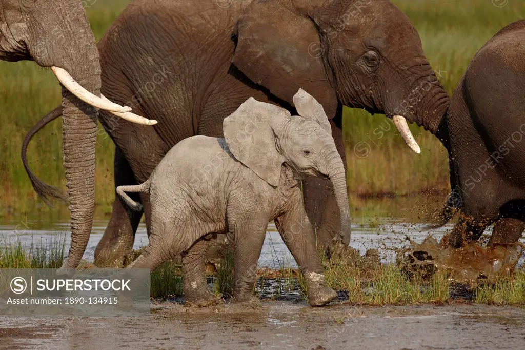Baby African elephant Loxodonta africana, Serengeti National Park, Tanzania, East Africa, Africa