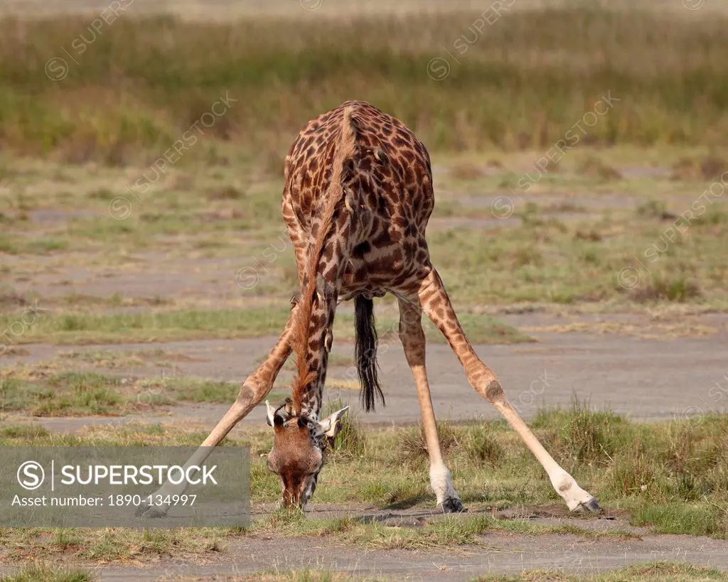 Masai giraffe Giraffa camelopardalis tippelskirchi drinking, Serengeti National Park, Tanzania, East Africa, Africa