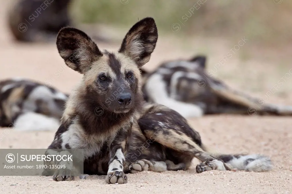 African wild dog African hunting dog Cape hunting dog Lycaon pictus, Kruger National Park, South Africa, Africa